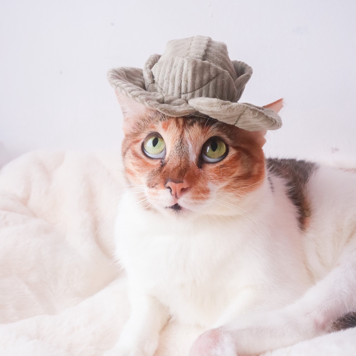 Lambwolf zabawka węchowa dla kota Koci Zestaw Wegetariański - obrazek 8